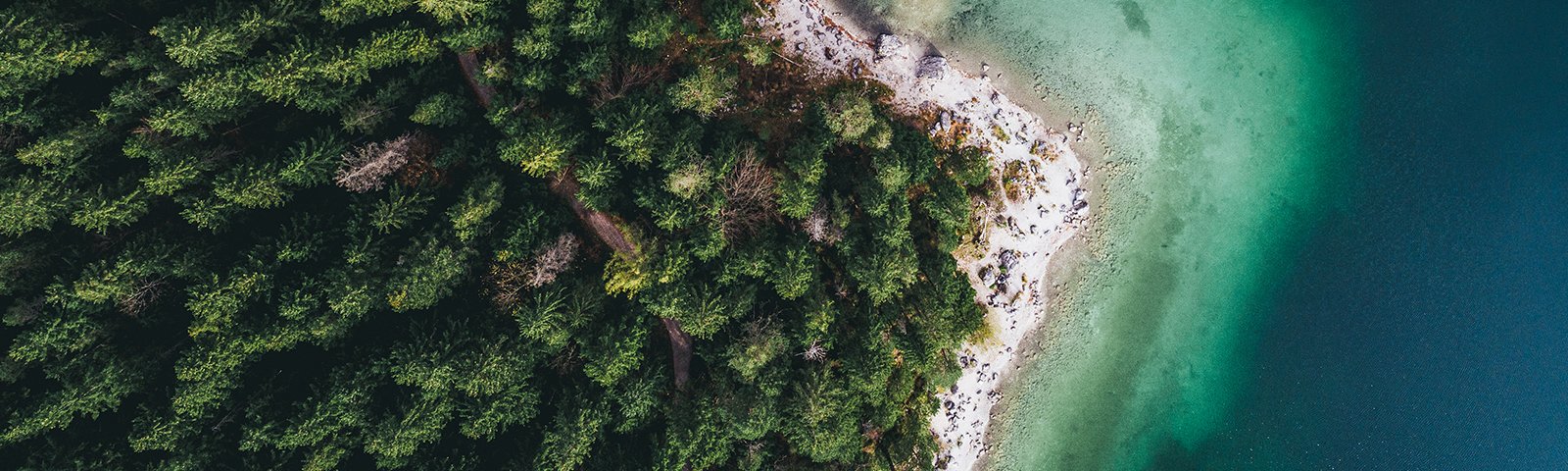 Aerial view of a beach and forest