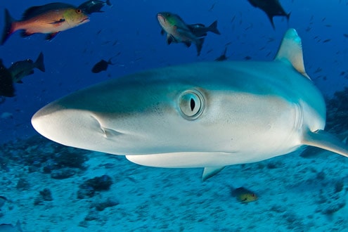 What sharks and Cisco's new network have in common