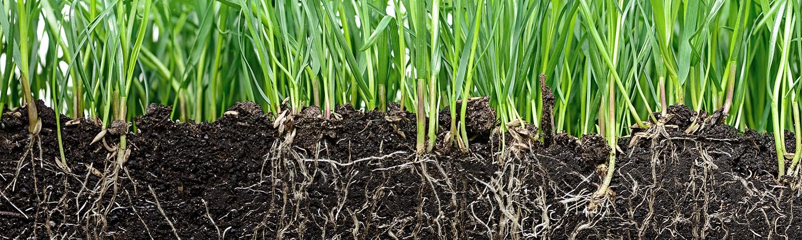 Grass with healthy roots in soil