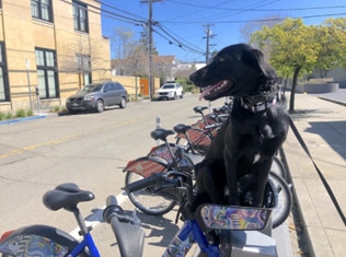 A dog sitting in a bicycle basketDescription automatically generated