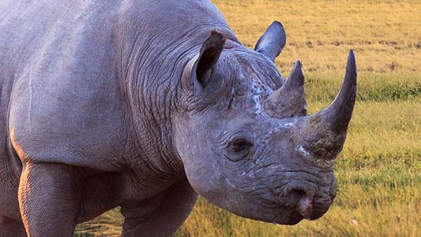 Image of a rhino