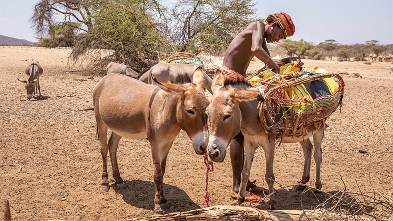 干ばつの被害を受けた地域で 2 頭の動物を連れている農民