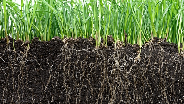 緑の草と、暗褐色の土に張っている白い根