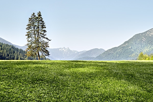 image of a field with mountains in the background