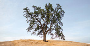 Trees