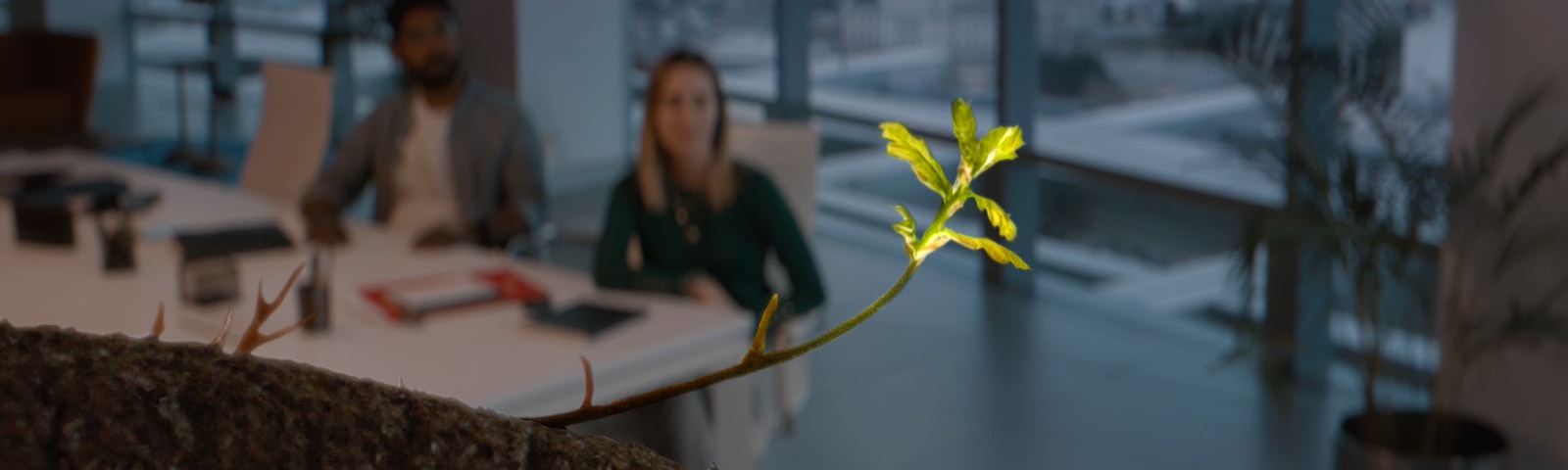 Tree leaf sprouting in a conference room