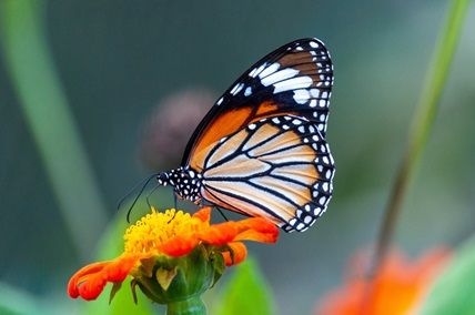 Test Sample image