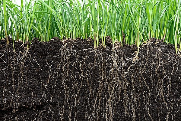 Cross-sectional view of grass growing in soil