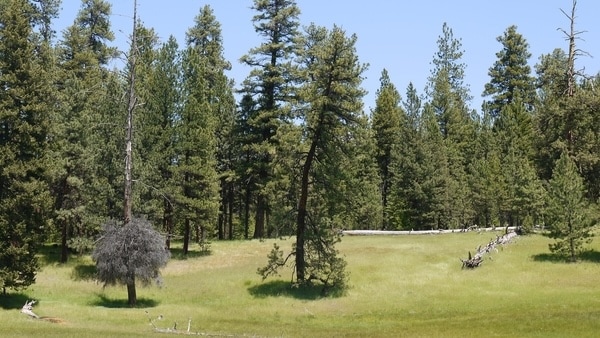 A meadow with a cluster of green pine trees