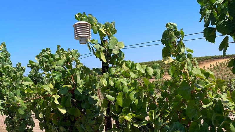 Bouchaine Vineyards saves water