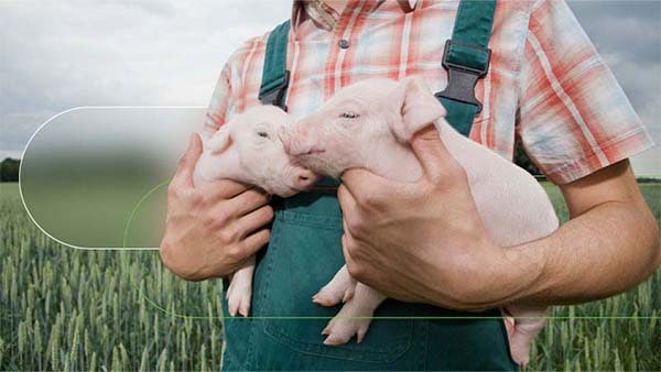 Farmer holding two piglets