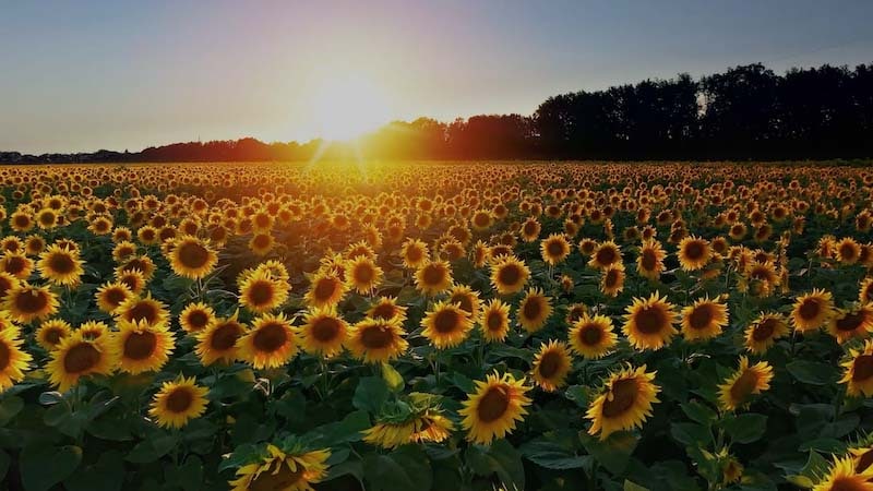 Field of flowers