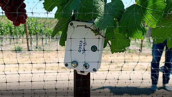Cisco Industrial Asset Vision sensor used in vineyard