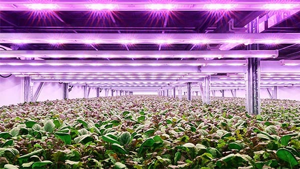 Planet Farms