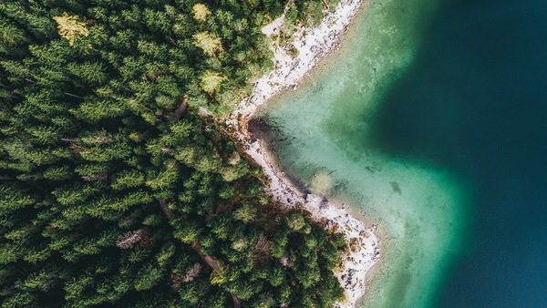 An evergreen forest bordering a white beach and green-blue ocean 