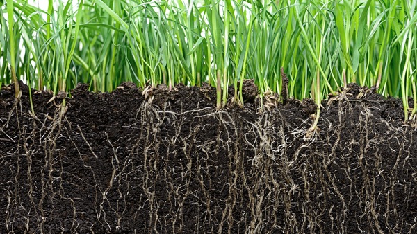 Green grass and its white roots growing into dark brown soil