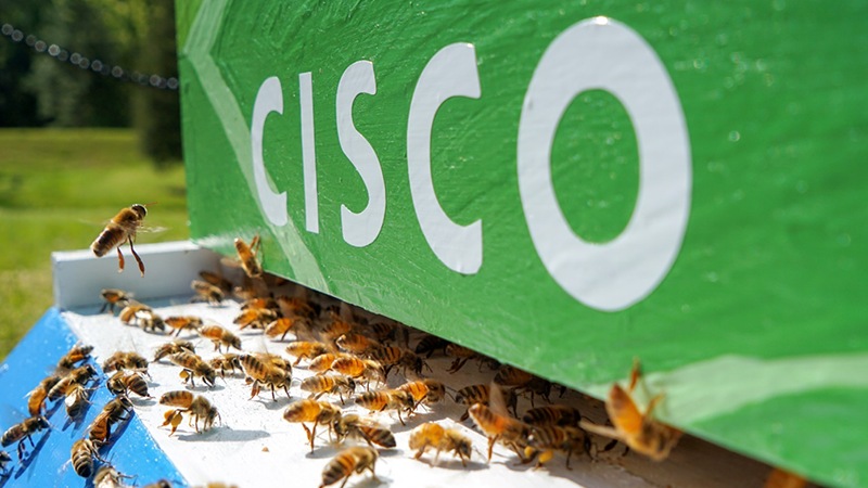 RTP にあるシスコの養蜂箱に群がるミツバチ