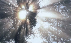 聚焦应用导向 开发网络智能