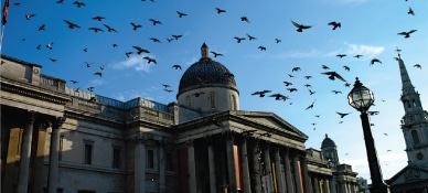 A flock of birds flying over a cathedral